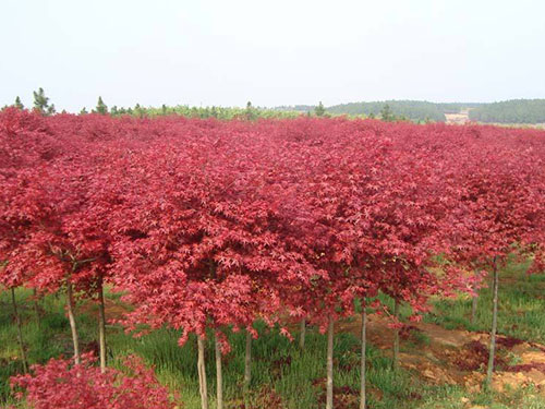 特色花海 特色花海